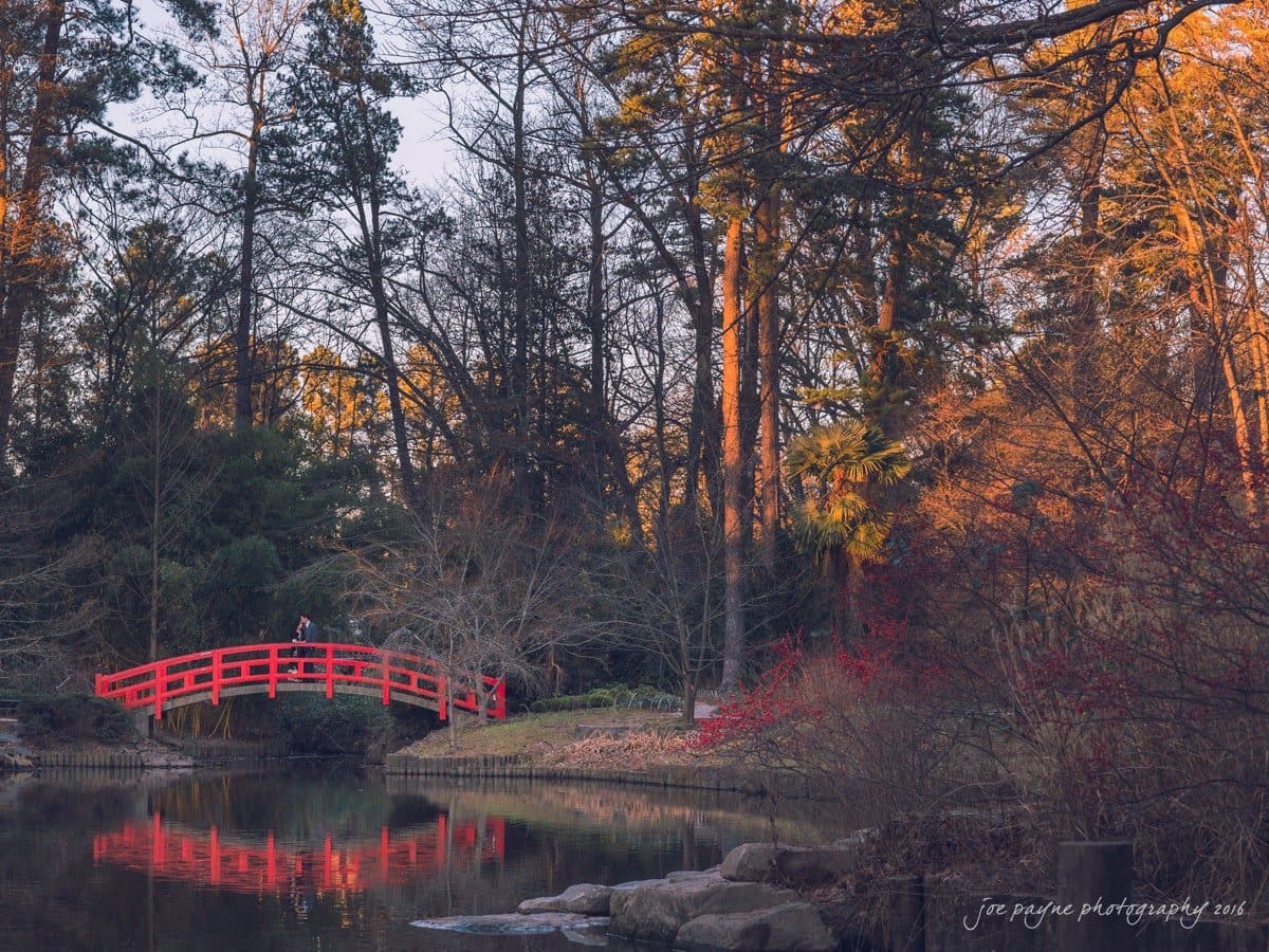 duke gardens engagement photography - yasmin & mike A serene scene of a red wooden bridge over a calm pond surrounded by tall trees and lush greenery. The warm glow of the setting sun casts reflections on the water, enhancing the peaceful atmosphere.