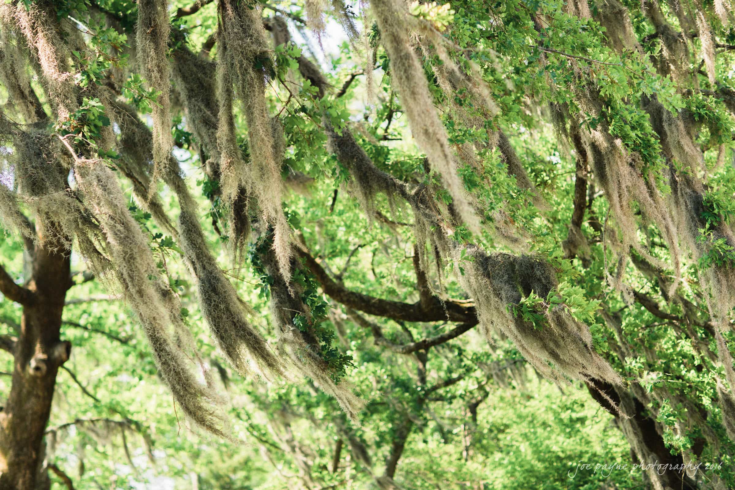 new bern wedding photographer - jessica & brinson Spanish moss hanging from tree branches, with a backdrop of lush green leaves and sunlight filtering through the canopy.