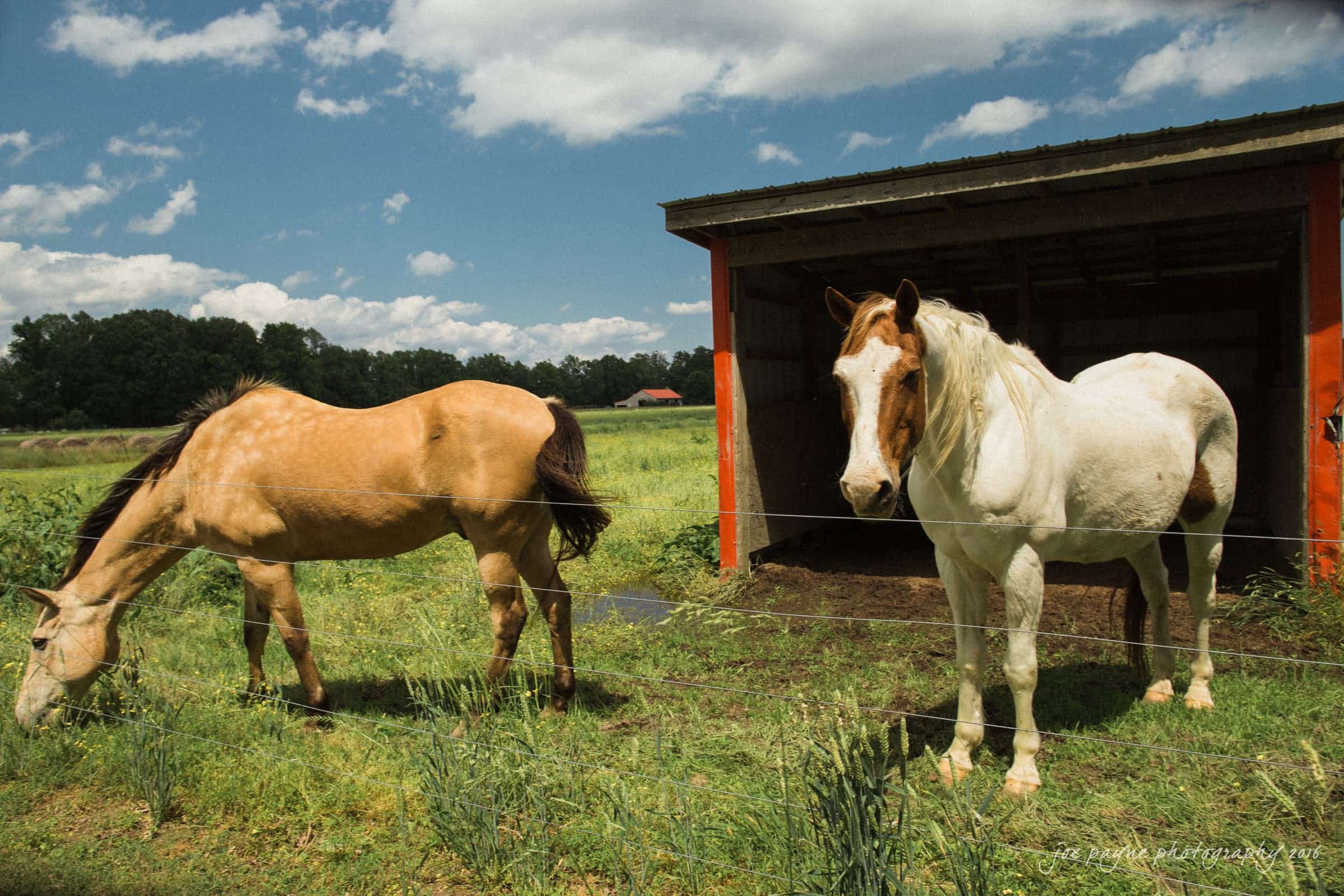 new bern wedding photographer - jessica & brinson Two horses stand in a grassy field. One is grazing near a fence, while the other looks toward the camera. A red and gray shelter is in the background under a partly cloudy sky.