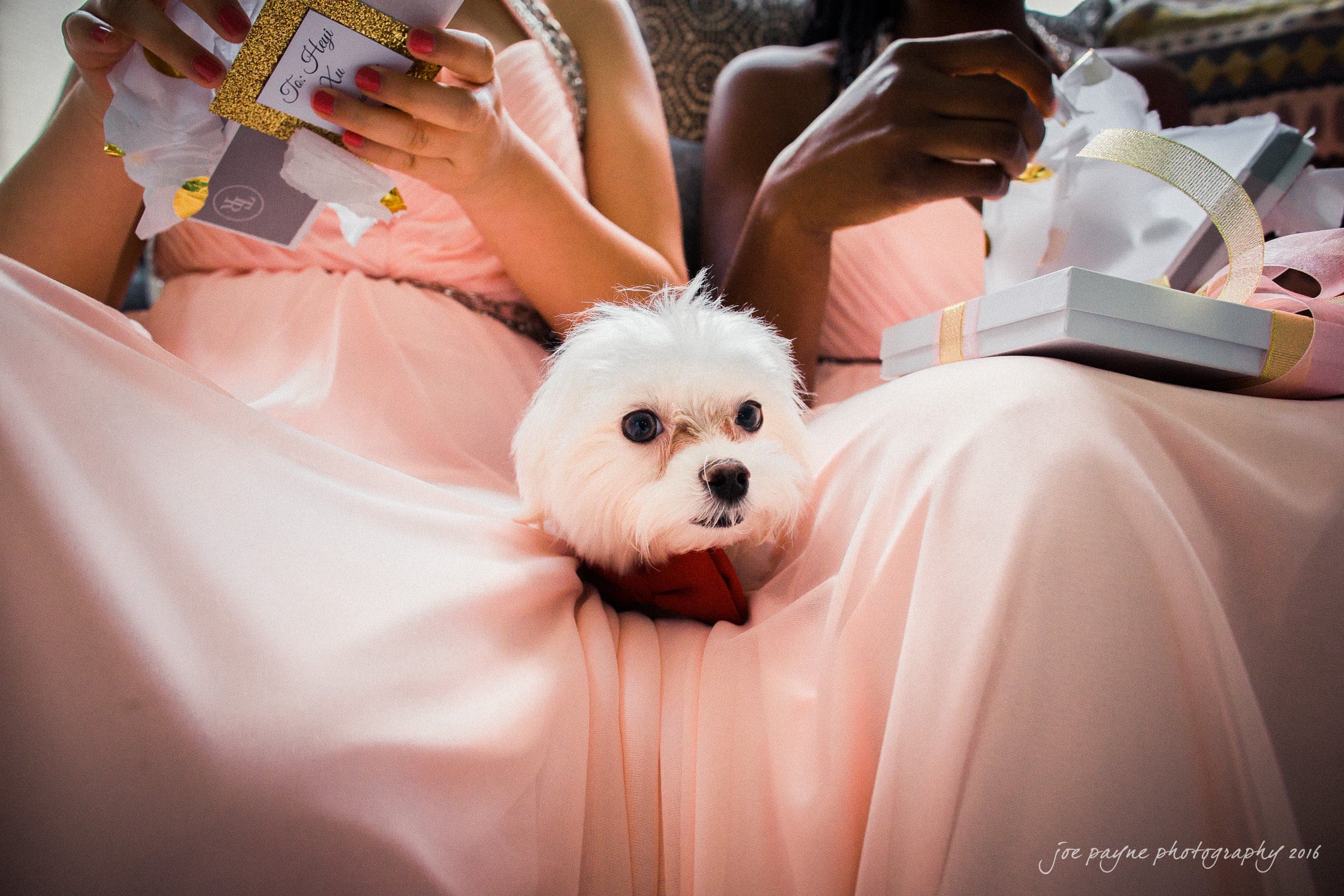 A small white dog sits comfortably between two women in pink dresses who are holding gift boxes. The scene is warm and intimate, suggesting a celebratory or special occasion.