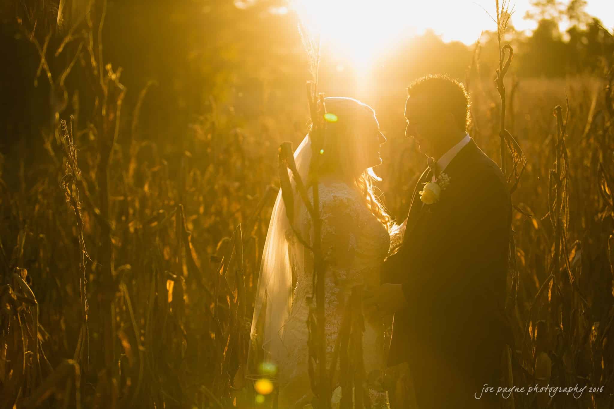 shady wagon farm wedding photography - danielle & josh A couple stands in a sunlit, golden cornfield. The sun casts a warm glow as they face each other, holding hands. The bride wears a veil and the groom has a boutonniere. Silhouettes against the bright sunset create a romantic atmosphere.
