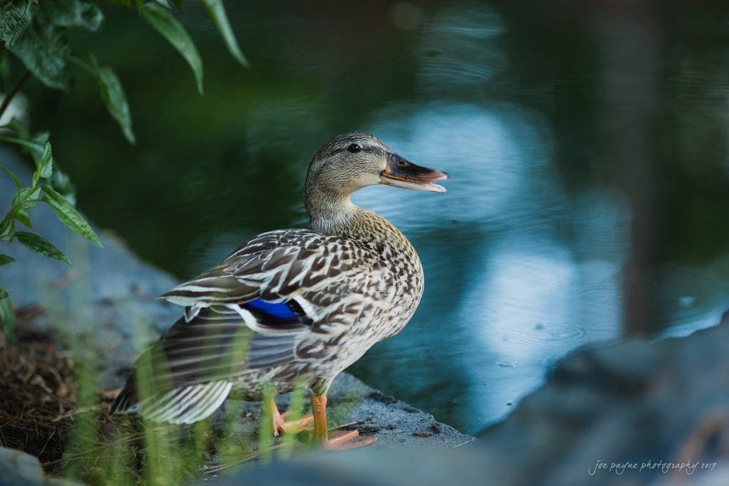 duke gardens wedding photography - jordan & zeke A female duck with a brown patterned plumage, standing near a reflective body of water. Green plants and smooth rocks surround the duck, creating a peaceful natural scene.