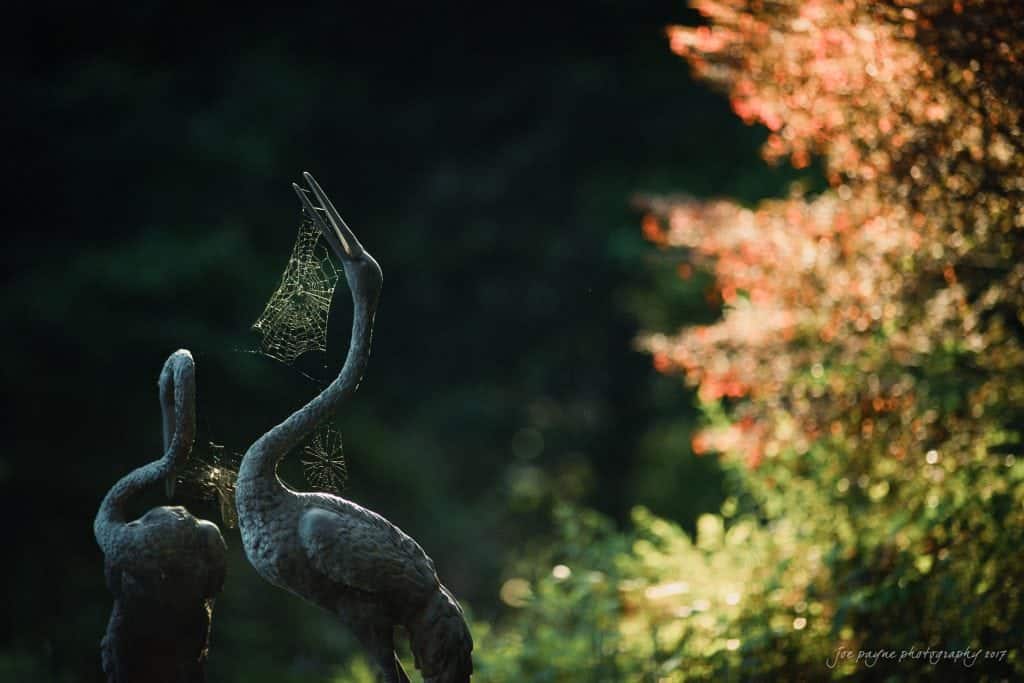 duke gardens wedding photography - jordan & zeke Two bird sculptures with their necks gracefully arched are covered in delicate spider webs. They are set in a garden with sunlight casting a warm glow on red and green foliage in the background.