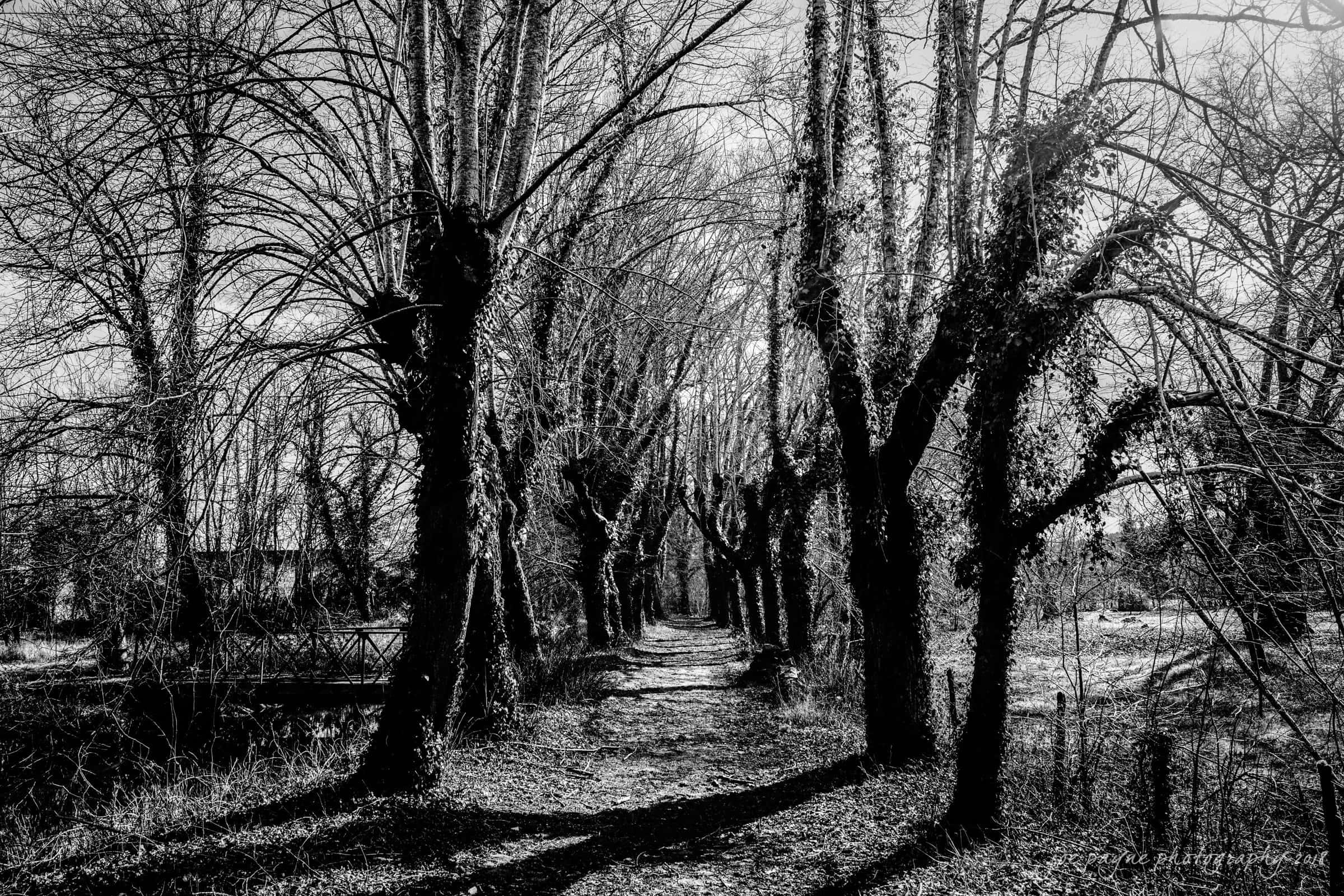 parker j pfister's french revolution workshop review A black and white photo of a path lined with tall trees, their leafless branches forming an arch overhead. The sun casts intricate shadows on the path, creating a serene and slightly mysterious atmosphere.