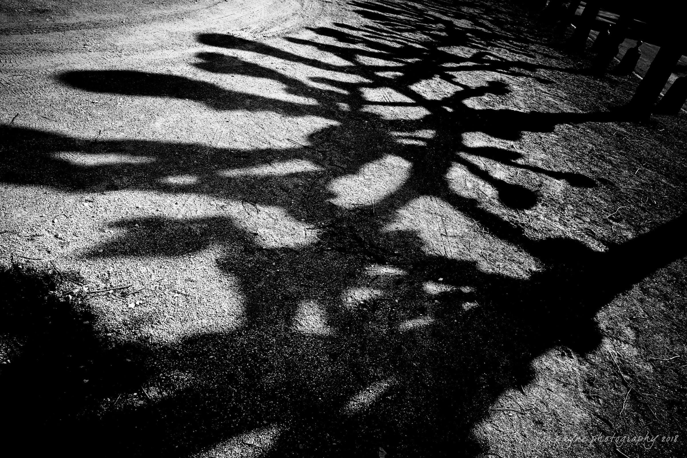 parker j pfister's french revolution workshop review Black and white image of tree shadows on a dirt path. The shadows create intricate, branching patterns across the ground, contrasting with the lighter background.