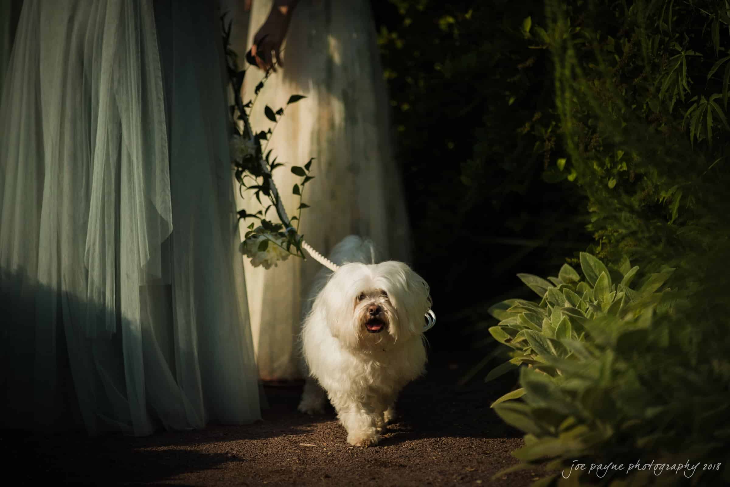A fluffy white dog on a leash walks next to a person in a flowing blue dress. The scene is surrounded by lush greenery, and the sunlight casts soft shadows on the path.