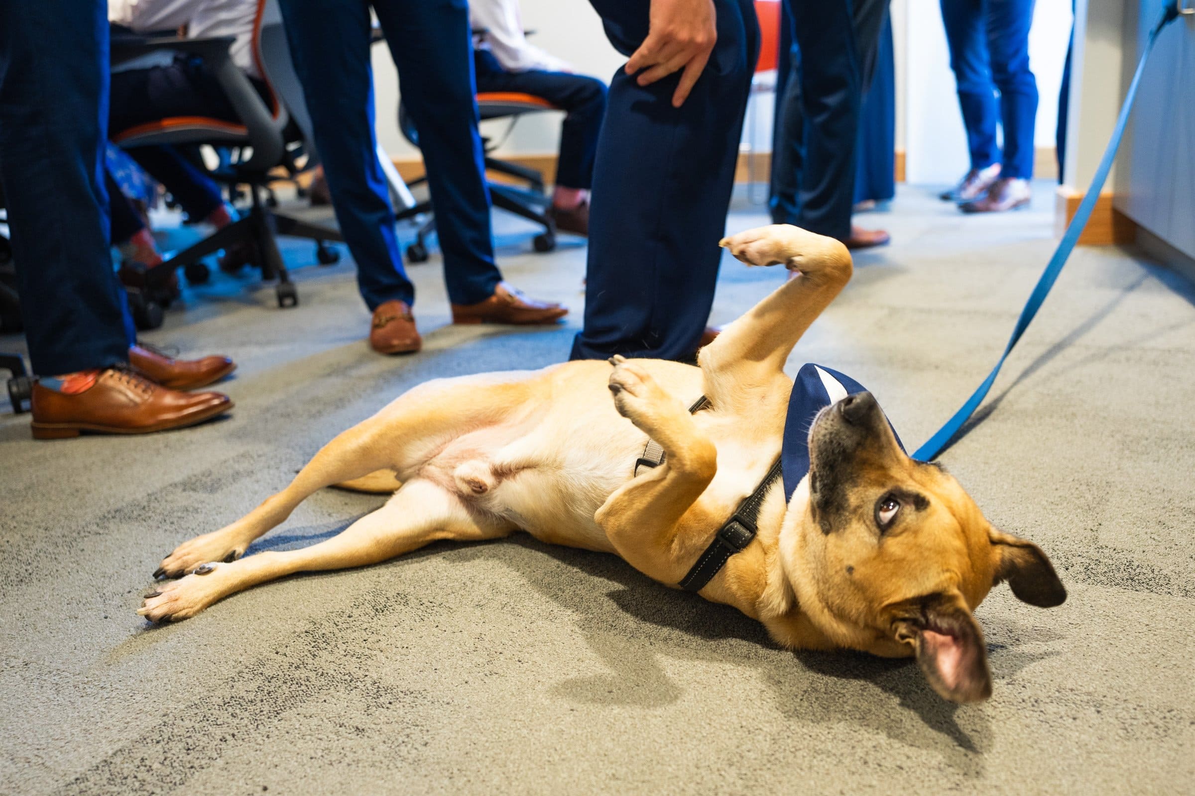 A brown dog lies on its back on a carpeted floor at Union Station, playfully looking up. The dog is on a blue leash while people in business attire and polished brown shoes, perhaps pausing during wedding photography, stand nearby.