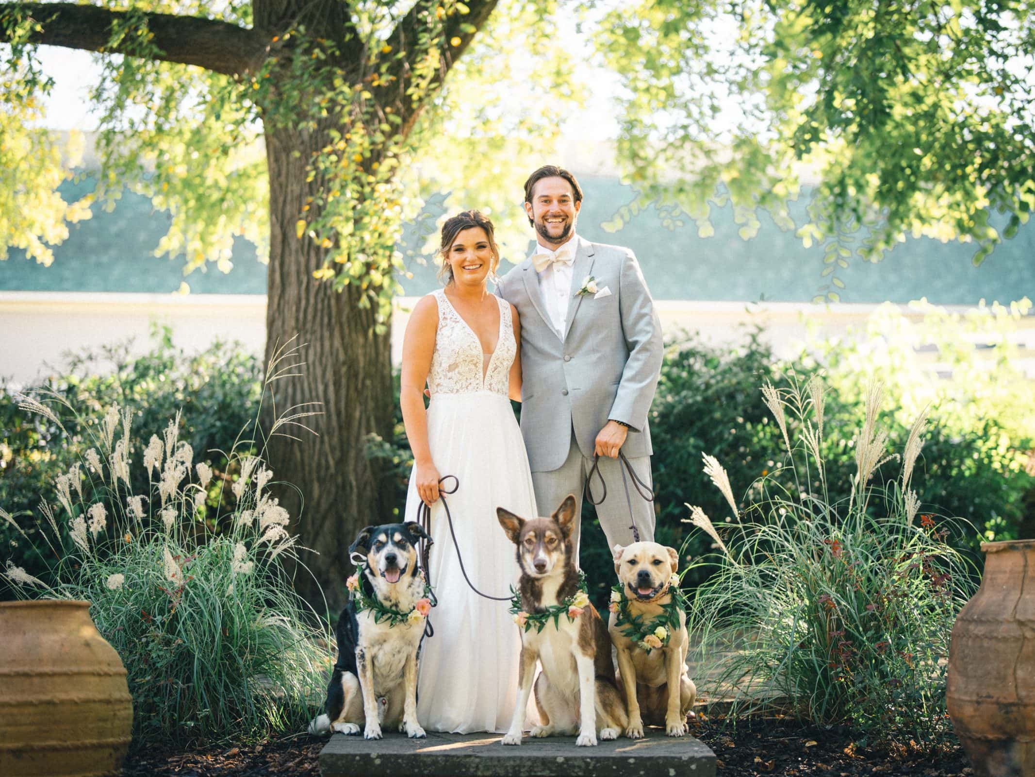 historic wakefield barn wedding - logan & rhett A bride in a white gown and a groom in a light gray suit stand outdoors under a tree at their Wakefield Barn wedding, holding leashes of three dogs adorned with greenery collars. The backdrop is lush greenery bathed in soft sunlight.