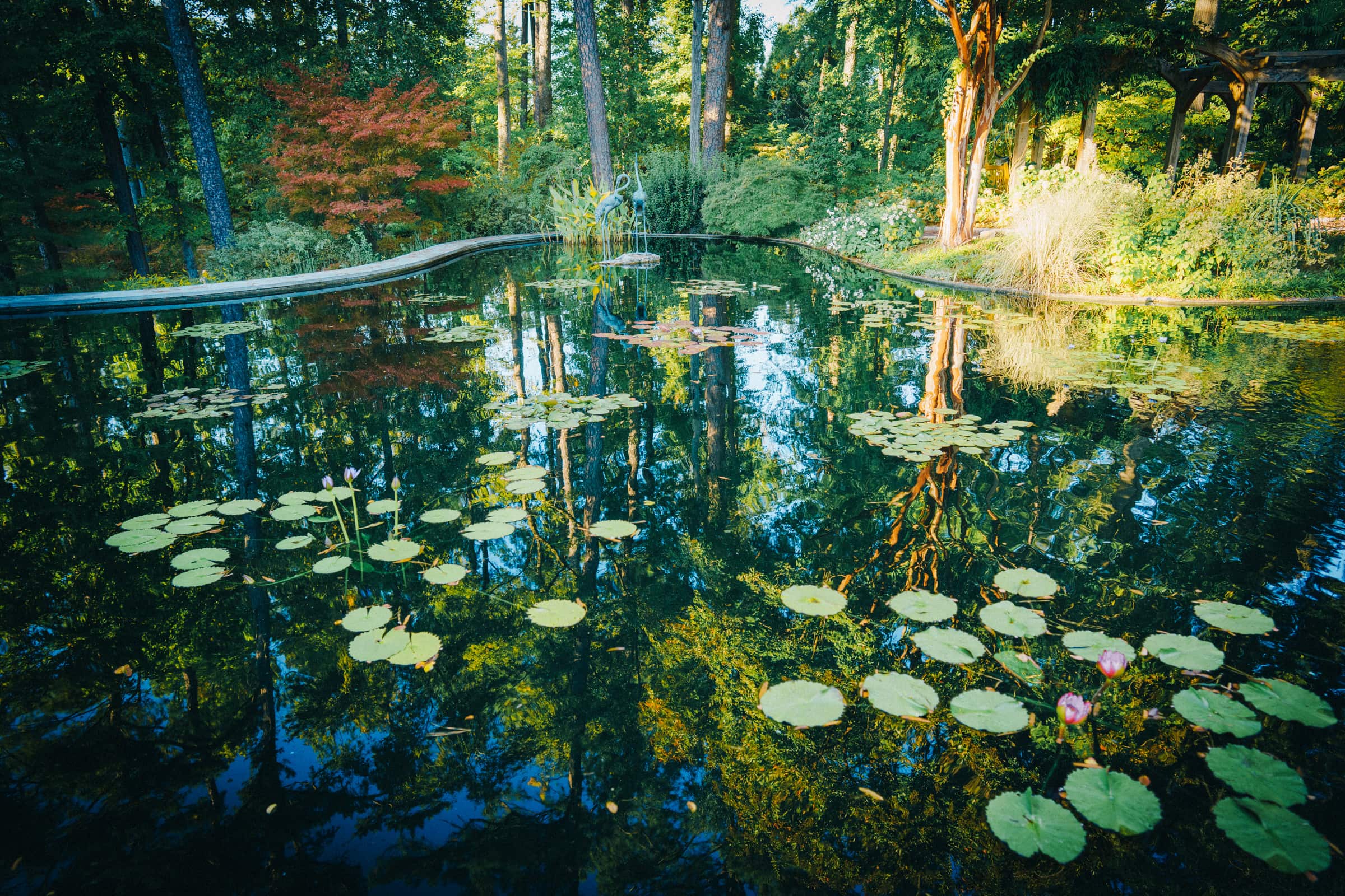 A serene pond surrounded by lush trees, with lily pads floating on the water's surface. The tranquil ambiance makes it a perfect backdrop for a Duke Gardens wedding, where the vividly reflected trees and sky create a picturesque scene.