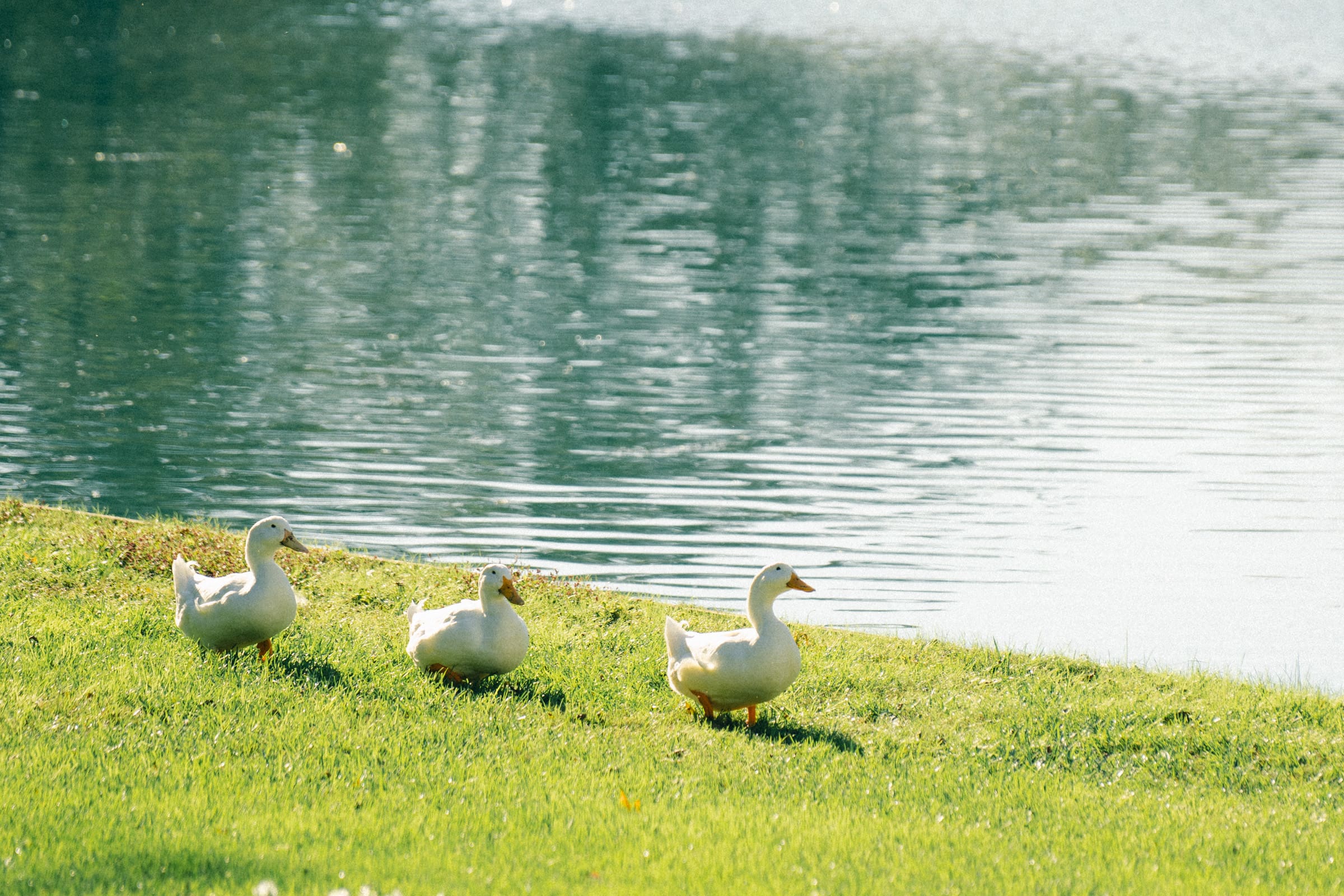 Three ducks stand on a grassy bank beside a calm lake, under bright daylight. The water reflects the light, creating a serene and peaceful atmosphere reminiscent of a Rose Hill Estate wedding.