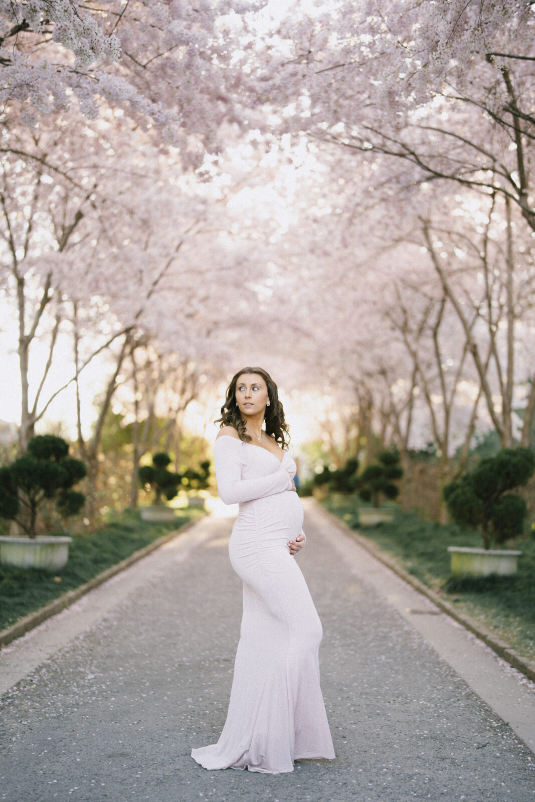 cherry blossom maternity session at duke gardens