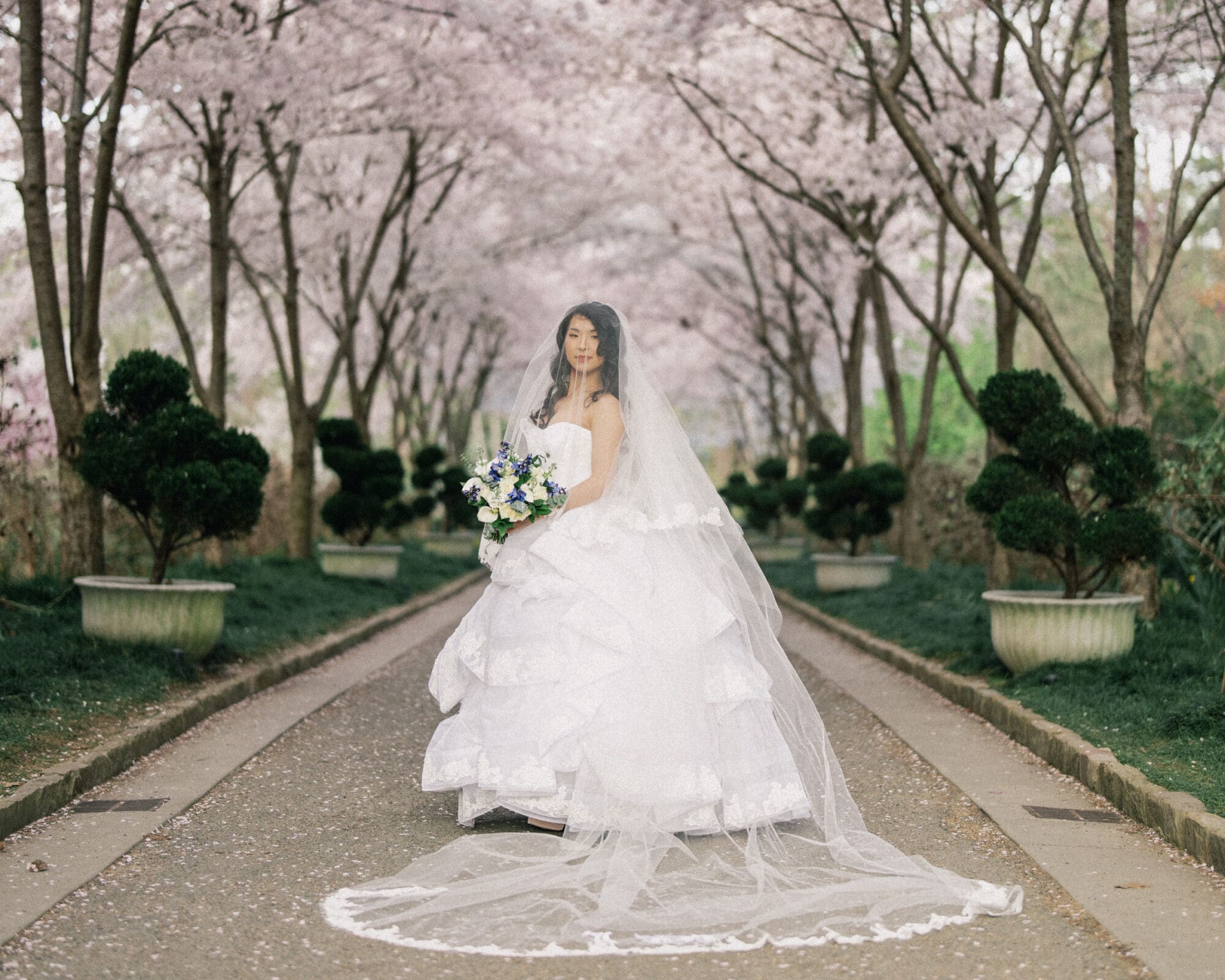 A bride in a white gown stands under a canopy of blossoming cherry trees during her bridal session. She holds a bouquet of blue and white flowers, with a long veil trailing behind her, creating a romantic and picturesque scene.