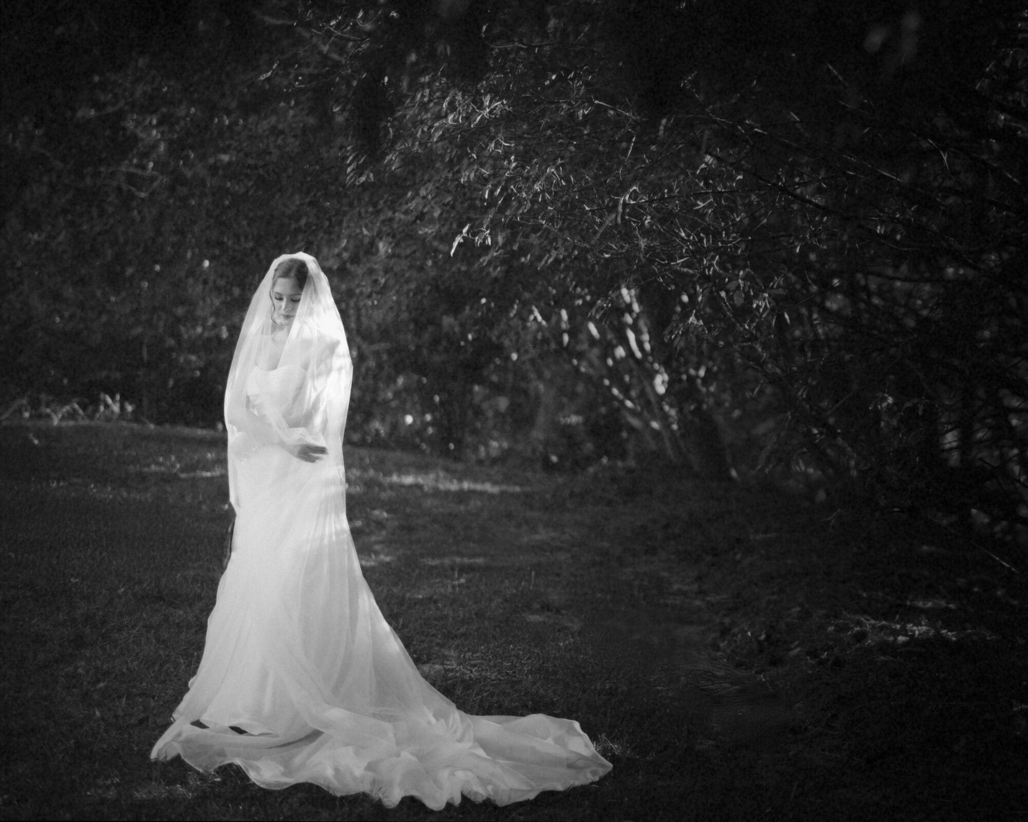 A bride in a long white gown and veil stands gracefully in a serene, wooded area. Sunlight filters through the trees, casting a gentle glow around her, creating a peaceful and ethereal atmosphere.